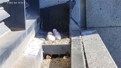367 collins street falcons|Watch Collins Street's peregrine falcons on livestream .